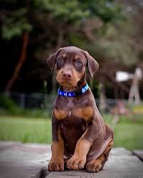 Doberman pinscher puppies for sale. Little Red By Jordan Keller 500px Doberman Pinscher Puppy Protective Dog Breeds Doberman Pinscher Dog