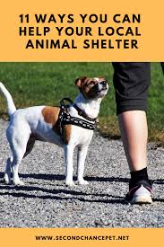 Helping Out At The Shelter What Shelters Need From Volunteers Animal Shelter Volunteer Animal Shelter Animals