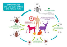 what kind of tick is on my dog or me animal medical