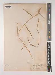 Image result for Euclasta