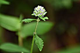 Image result for Platostoma sp. no. 2