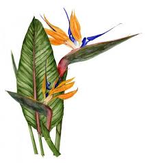 Watercolor Bird Of Paradise Painting Marsha Ogden American Society Of Botanical Artists Botanical Painting Botanical Art Nature Watercolor