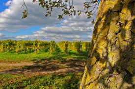 AOC Montlouis sur Loire |