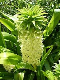 Image result for Eucomis
