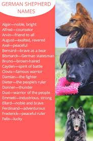 German Shepherd Names German Shepherd Names German Shepherd Shepherd