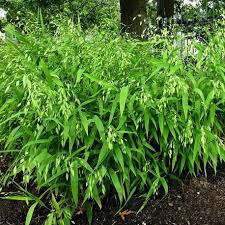 Image result for Chasmanthium latifolium