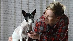 Miniature fox terriers are confident and will generally interact with dogs and other animals many times their size. Miniature Fox Terrier Madasun First South Australian Dog To Receive A Canine Pacemaker The Advertiser