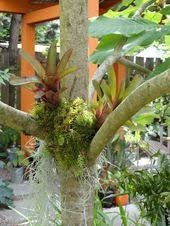 This Oregon Gardener Grows Bromeliads In Trees Using Bundles Of Moss Http Dangergarden Blogspot Com Search Label T Bromeliads Herb Garden Kit Oregon Garden