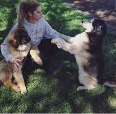If all this proves difficult, we recommend hiring an expert pet groomer near you on airtasker. Pet Grooming In Al Barsha With Best Prices On Petbacker