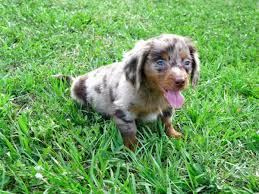 The miniature poodle is an intelligent, joyful, companion dog. Puppies For Sale Local Breeders Friendly Blue Cream Miniature Dachshund Puppies For Sale In Georgia At Puppies For Sale Local Breeders