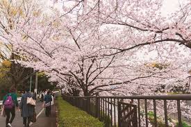 Jimat untuk menyembuhkan penyakit 6. Kenapa Sakura Jadi Bagian Penting Budaya Jepang Dulu Penanda Waktu Tanam Padi Halaman All Kompas Com