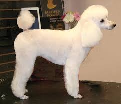 Is it necessary to shave a poodle's feet? Poodle In A Short Lamb Trim Groomer To Groomer