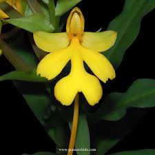 Image result for Habenaria humilior