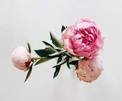 100+ peonies pictures | download free images on unsplash. 100 Peonies Pictures Download Free Images On Unsplash Peony Flower Photos Rose Flower Arrangements Birth Flowers