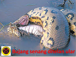 Bahkan disebut sebagai buaya godzilla oleh. Bujang Senang Ditelan Ular Rahsia Kayu Batu Dan Logam