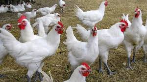 46°37′59″ n, 5°13′00″ o einwohnerzahl: Poulet De Bresse Ein Huhn In Bleu Blanc Rouge Mein Frankreich