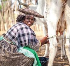 Image result for Ozoroa homblei