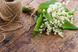We did not find results for: Fond D Ecran Muguet Muguet Fleur Plante Bouquet La Nourriture Vegetarienne Aliments 1940377 Wallpaperkiss