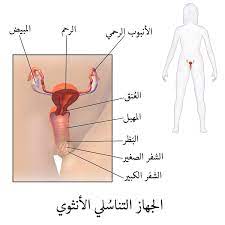 جهاز تناسلي أنثوي ويكيبيديا