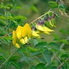 Image result for Crotalaria laburnifolia