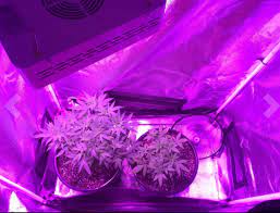 Unit Farm Uf 2000w Led Grow Light Full Spectrum For Plants Veg Flower Hydroponic 6973280375004 Ebay Led Grow Lights Grow Light Bulbs Led Grow