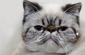 Problems such as a cat losing hair can have multiple causes including parasites, illness, allergy and stress. Learn About The Exotic Shorthair Cat Breed From A Trusted Veterinarian