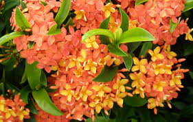 Image result for Ixora hartiana