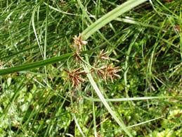 Image result for Pycreus