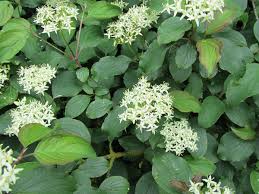 Check spelling or type a new query. Common Dogwood Cornus Sanguinea Chew Valley Trees