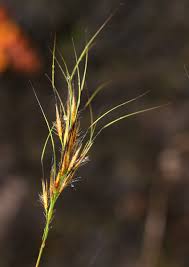 Image result for Trichopteryx