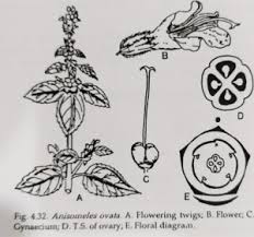 Image result for Lamiaceae