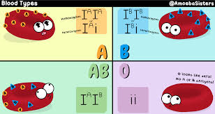 A Handy Blood Type Chart With The Genotypes Phenotypes And