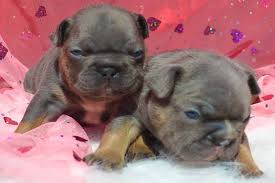 We are excited to announce the arrival of our white and blue french bulldog litter born february 7th, 2021. French Bulldog Blue Tri Blue Tan Color Once In A Blue Moon