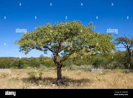 Image result for Colophospermum