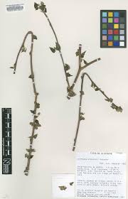 Image result for Jatropha campestris