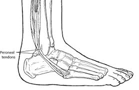Peroneal Tendon Injuries Foot Health Facts