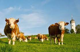 In 2015, se va depune o singura cerere de plata la apia, atat pentru sectorul vegetal, cat si pentru cel animalier. Bovine Finantare Ro