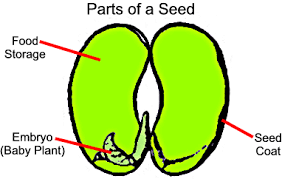 Image result for parts of a seed