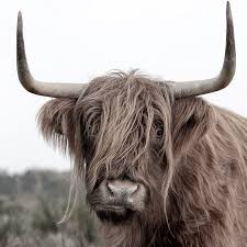 schotse hooglander uit het gooi van dennisart fotografie op canvas behang en meer cow art print cow pictures cute cows