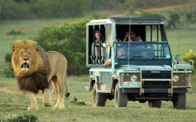 Image result for Schotia