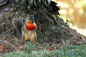 Squirrels relish many of the same plants that we do, including fruits and vegetables, seeds, nuts, and berries. 6 Ways To Keep Squirrels From Eating Your Tomatoes Get Rid Of Squirrels Garden Pests Tomato Garden