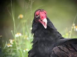 A turkey vulture standing on the ground can, at a distance, resemble a wild turkey. Florida Is For Vulture Lovers Birdchick