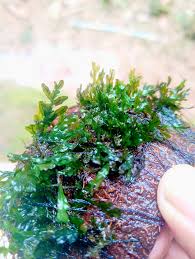 Image result for Crepidomanes