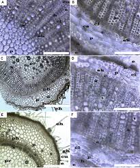 Image result for Heliotropium zeylanicum