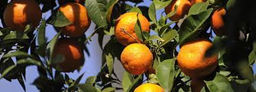 Maybe you would like to learn more about one of these? Here S Why Orange Juice Futures Just Closed At An All Time High Marketwatch