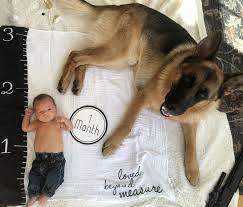 One Month Baby Growth Chart Boy And German Shepherd Dog Baby Month By Month Baby Growth Pictures Monthly Baby Pictures