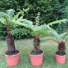 Image result for Cyathea dregei