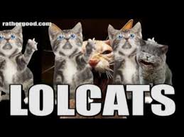 Image result for lolcats