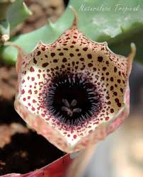 Image result for Huernia kirkii