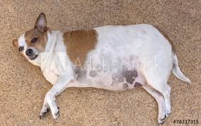 The very bizarre misadventures of a kid who aspires to be a superhero and his overweight dog companion. Fat Dog Sleep On The Floor Stock Photo Adobe Stock